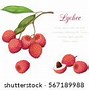 Image result for Lychee Taste