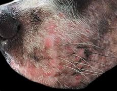 Image result for Canine Scabies