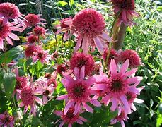 Image result for Echinacea purpurea Pink Double Delight ®