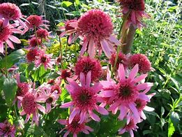 Image result for Echinacea purpurea Pink Double Delight ®