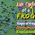 Image result for 3D Life Cycle of a Frog