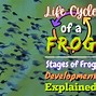 Image result for Frog Life Cycle Drawing