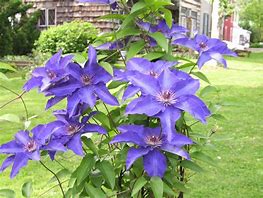 Image result for Climbing Clematis