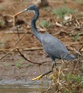 Image result for Egretta gularis