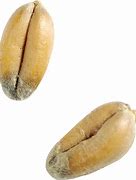 Image result for Wheat Thicks Meme