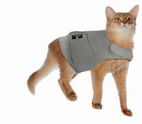 Image result for Cat Coats