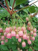 Image result for Enkianthus campanulatus