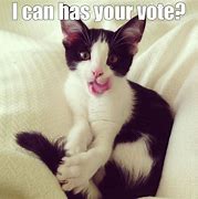 Image result for Vote Cat Meme