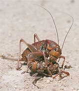 Image result for Pennsylvania Crickets