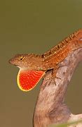 Image result for What Is a Dewlap On a Lizard