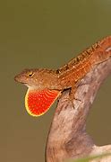 Image result for What Is a Dewlap On a Lizard
