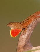Image result for Anole with Huge Dewlap