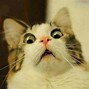 Image result for Cat Looking Shocked