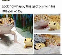 Image result for Gecko Stare Meme