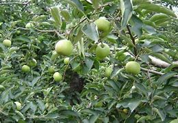 Image result for lodi apples trees seedlings
