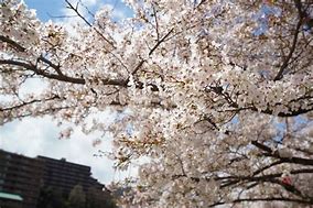 Image result for Sakura Cherry Blossom Yokohama Japan