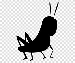 Image result for Funny Cricket Insect