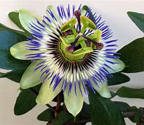 Image result for Passiflora caeurlea