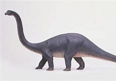 Image result for Longest Dinosaur Ever