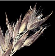 Image result for calamagrostis_villosa