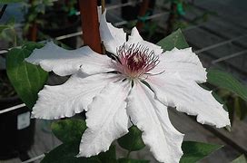 Image result for Clematis Snow Queen