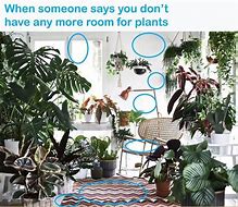 Image result for Indoor Plant Meme