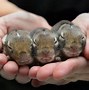 Image result for 4 Baby Animals