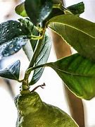 Image result for Curly Leaf Tree