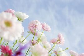 Image result for Spring Flowers with White Background