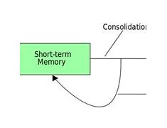 Image result for Different Types of Long-Term Memory