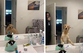 Image result for Confused Dog Meme Mirror