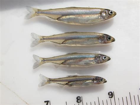 Image result for How to Smelt Raw Cobalt in Minecraft