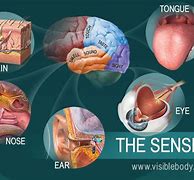 Image result for Human Body 5 Senses