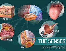 Image result for 5 Senses See