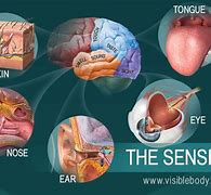Image result for 4 Senses