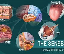 Image result for Five Senses Smell