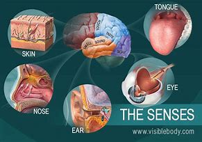 Image result for Images of Senses