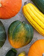 Image result for Different Types of Squash Plants