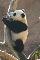 Image result for San Diego Zoo Giant Panda