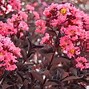 Image result for Lagerstroemia indica Crimson Red