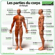Image result for French Parties Du Corps