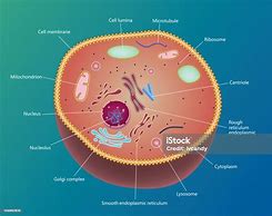 Image result for Gambar Sel Mitokondria