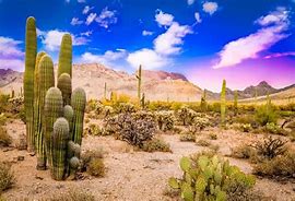 Image result for Cactus Wallpaper Hi Resolution Desert