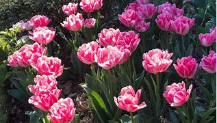 Image result for Tulipa Angélique