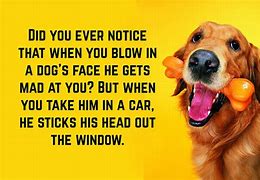 Image result for Animals Doing Funny Things Quotes