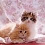 Image result for Kawaii Japanese Cat Wallpapers