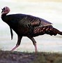 Image result for Funny Turkey Day Memes