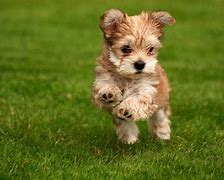 Image result for Happy Puppy Photo