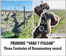 Image result for Vara Y Pulgar