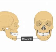 Image result for Mandible Bone Markings
